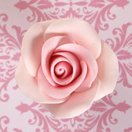Sugar Tea Rose Medium PINK