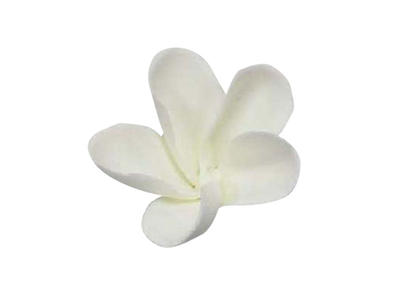 Sugar Frangipani Large WHITE