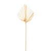 Bleached White Preserved Dried Palm Spear Leaf