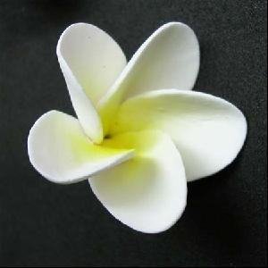Sugar Frangipani Medium YELLOW